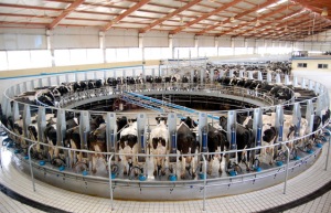 Cows are milked by machine at a milking station in a dairy farm in Hohhot, north China's Inner Mongolia on October 6, 2008. China has ordered more than 5,000 inspectors to be posted at its dairy factories, as the tainted milk scandal continued to impact countries as far away as South America. CHINA OUT GETTY OUT AFP PHOTO CHINA-FOOD-SAFETY-CHILD